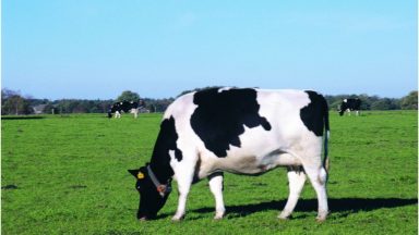 中国荷斯坦牛部分乳房结构特性对泌乳性能的影响